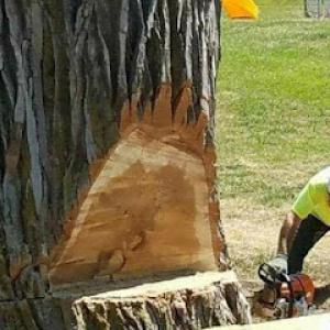 American Tree Care