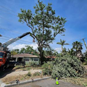 My Florida Tree Guys