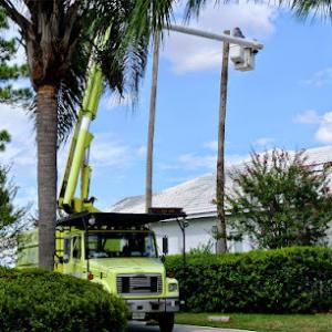 Beaver Tree Service