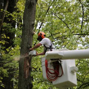 Messner Tree Service