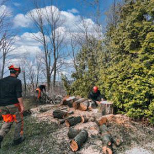 Poway Tree Service Pros
