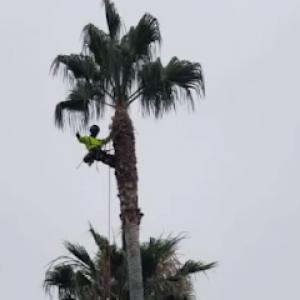 Better Choice Tree Care