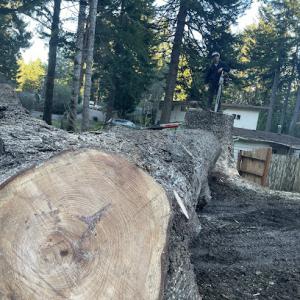 Rose Tree Service & Vegetation Management