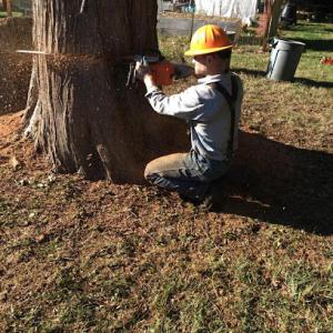 Holcomb Timber & Tree Services