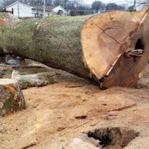 American Tree Experts & Landscaping