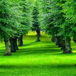 Royal Green Tree Service