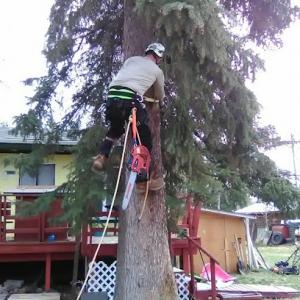 Interior Tree & Landscaping