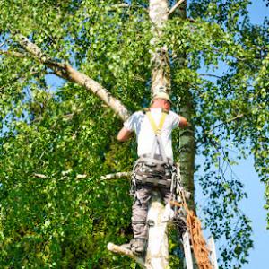 Tree Service Fairfield