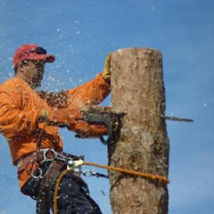Mike's Tree Service