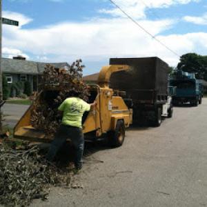 Vieira's Tree Service & Stump Grinding