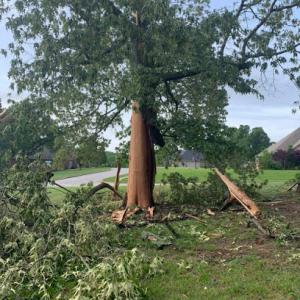 Prairie Grove Tree Service