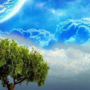 DivinityTree Service