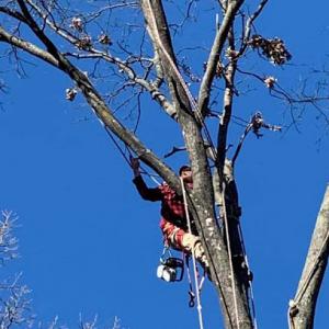 JW Tree Service & Lawn Care