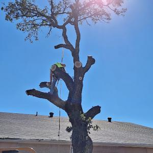 JMS Tree service & LANDSCAPING