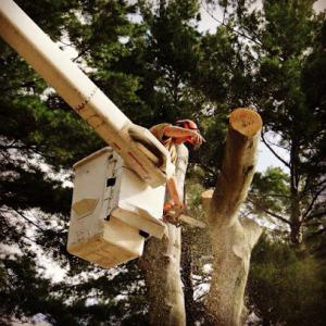 Rick Munroe Tree Service