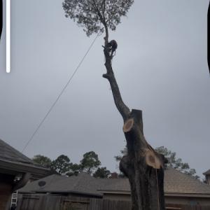 Rojo tree service & landscaping