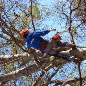 Climbers Tree Service