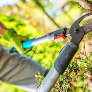 Humble Tree Services