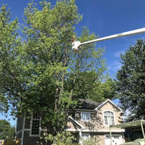 Rapid tree service