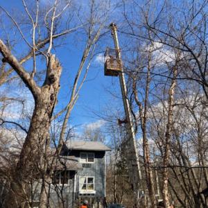 Professional Tree Services