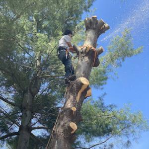 J&C McIntyre Tree Care Service