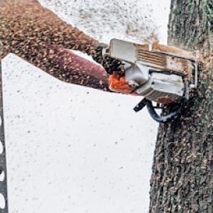 Express Tree Service & General Services