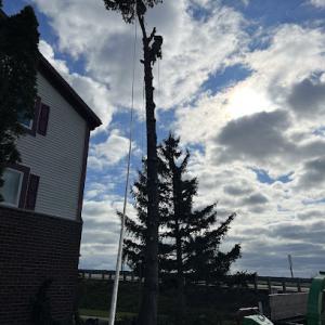 AWS Tree Service