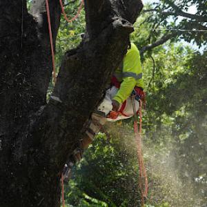Tree Solutions of Texas
