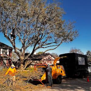 Green Cut Tree Service & Landscaping