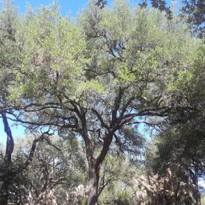 David’s Tree Services