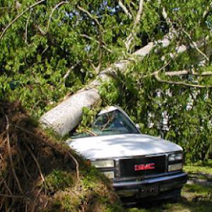 Family's Tree Service