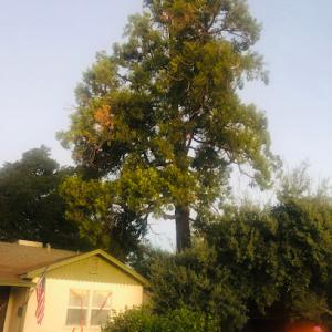 Santana's Tree Trimming