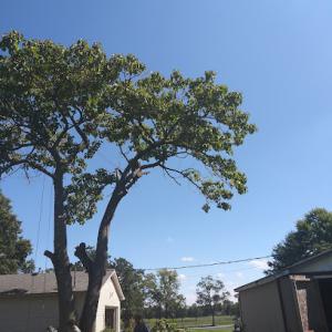 Father & Sons Tree Stump Removal