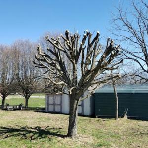 John Scroggins Tree Services