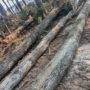 Michael Ray's All In One