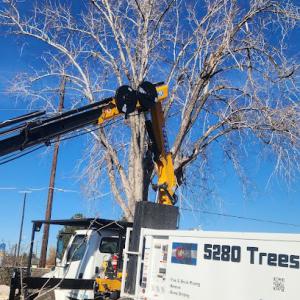Majestic Tree now 5280 Trees