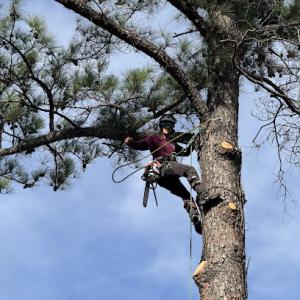Greenbrier Tree Experts