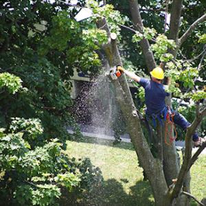 Hauling Axe Tree Service