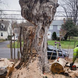 Top Dawg Tree Services