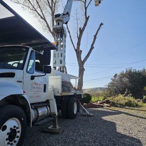 McKay Tree Service