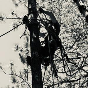 Cornerstone Construction & Tree Service LLC #252925