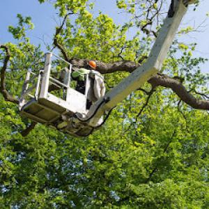 God's Way Tree Service
