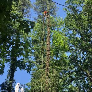 Davis Tree Service