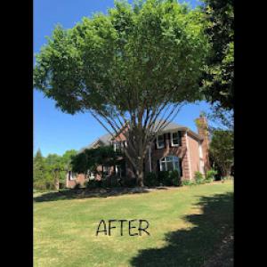Tyndal Tree Service