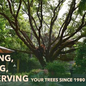 Bayou Tree Service