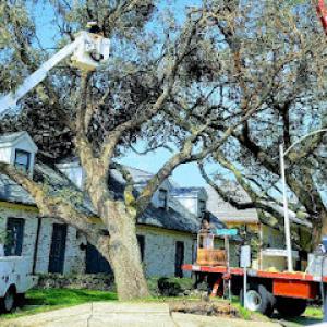 Quality Tree Service