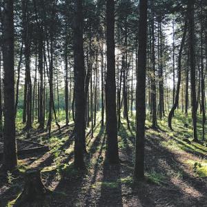 Tree Removal Sterling Heights