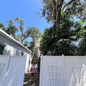 Mohawks tree services