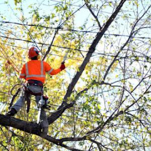 Scheetz Tree Service
