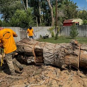 Heartwood Tree Service Ut